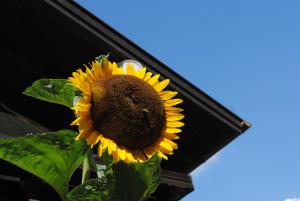 a large yellow sunflower sitting on top of a building at Appartement GroßarlMärchen in Grossarl