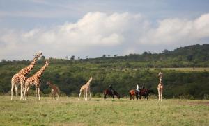 a group of giraffes and people on horses in a field at The Aberdare Country Club in Mweiga