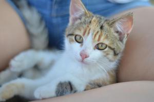 Κατοικίδιο ή κατοικίδια επισκεπτών που μένουν στο Ferienhaus Ampflwang +1 φωτογραφίες