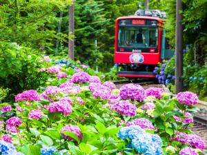a red train traveling down tracks next to flowers at Fukushimakan in Hakone