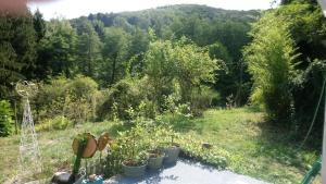 un jardín con plantas y árboles en el fondo en Haus 3 Birken en Ramberg