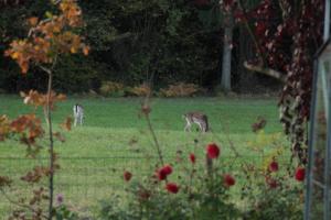 Altri animali domestici presso il bed & breakfast o nei dintorni