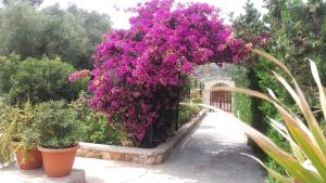 un montón de flores púrpuras en un jardín en Apartamentos Villa Primera, en Cala Figuera