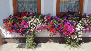 Zahrada ubytování Haus Edlinger inclusive Murau Sommer Gäste Card