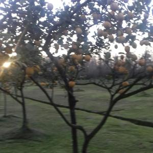 un grupo de naranjas en un árbol en un campo en Las Casuarinas del Rio Capitan en Tigre