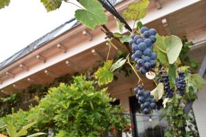 a bunch of purple grapes hanging from a tree at Hotel De Vrouwe van Stavoren in Stavoren