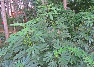 Giardino di Guest House Keserovic