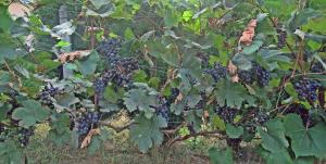 Giardino di Guest House Keserovic