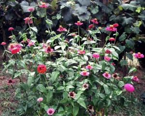 Giardino di Guest House Keserovic