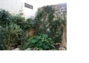 a garden with ivy on the side of a building at La casa di Zia Mimina in Civitella Casanova