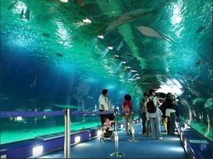a group of people standing in a large aquarium at Porto 1 Bedroom Beach Apartment in Matosinhos