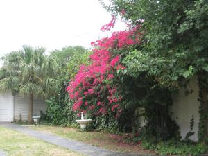 卡塔馬卡的住宿－La Maison，一座房子旁边一片布满粉红色花的灌木丛