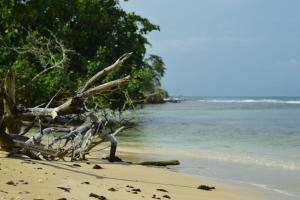 a beach with a bunch of trees and the ocean at Jungle Paunch in Bocas Town
