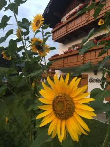 eine gelbe Sonnenblume vor einem Gebäude in der Unterkunft Ferienwohnungen Weiherbach - Hallenbad mit und ohne Frühstück in Berchtesgaden