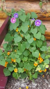 Talkeetna Fireweed Cabins