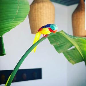 un oiseau coloré assis au sommet d'une plante dans l'établissement Art house, à El Jadida