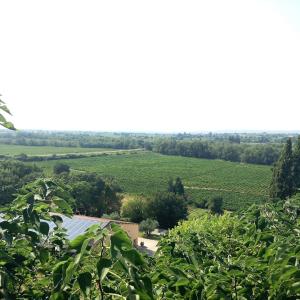 Blick auf einen Weinberg von einem Hügel mit Bäumen in der Unterkunft Les ramades romanaises - Pas de TV in Saint-Roman-de-Malegarde