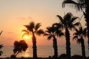 a group of palm trees on the beach at sunset at The Paradise Townhouses By Taimoura in Paphos City