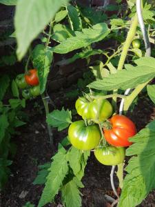 Une bande de tomates poussant sur une plante dans l'établissement L'Escarbotine, à Friville-Escarbotin
