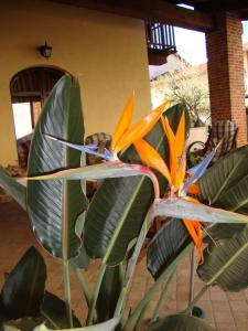 une plante avec des fleurs jaune et orange dans une pièce dans l'établissement Al Calar Della Sera, à Sommariva del Bosco