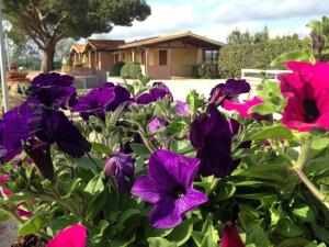 a group of purple flowers in front of a house at Tortuga Casa Vacanze in Scarlino