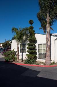 a palm tree in front of a white building at Mission Bell Motel in Ventura