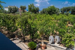 A garden outside Lemon Factor Sorrento