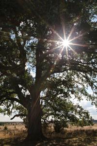 un árbol con el sol brillando a través de él en Ferienwohnungen / Ferienhaus Wahlers en Bispingen