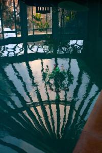 een weerspiegeling van een plant in een plas water bij Maison du Théâtre Saint Bonnet in Bourges