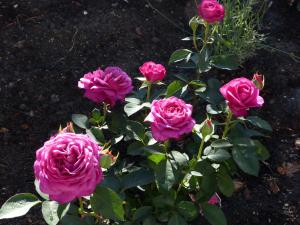 eine Gruppe rosa Rosen in einem Garten in der Unterkunft Alter Krämerladen von 1732 in Friedrichstadt