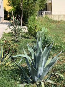 a green plant in the grass in a yard at Splendido Loft al mare in Martinsicuro