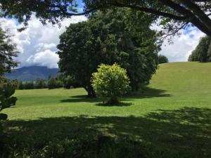 um grande campo verde com árvores no meio em La Peninsula Rehue em Pucón
