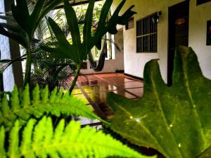 Zahrada ubytování Hotel Minca - La Casona