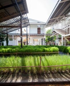 a courtyard with tall grass and a building at Krodyle Mindfulness House in Phra Nakhon Si Ayutthaya