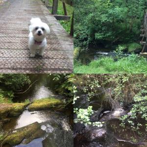 a dog standing on a path next to a stream at The Coach House in Otterburn