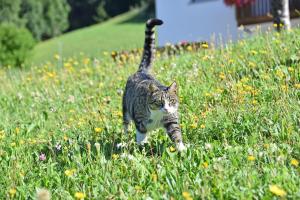 a cat walking in a field of grass at Fuchshof in Perca
