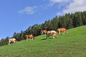 a herd of cows grazing on a grassy hill at Fuchshof in Perca