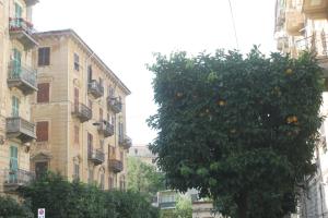 an orange tree in front of a building at shelley affittacamere in La Spezia