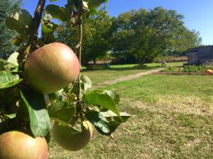 an apple tree with apples on it in a yard at Jolie halte normande in Balines