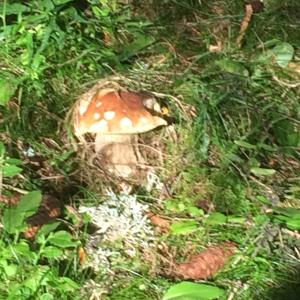 Zdjęcie z galerii obiektu FeWo mit Seeblick w mieście Bodensdorf