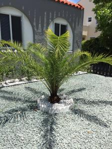 een palmboom in een pot op grind bij Modern 2/1 Apt near Midtown and Beaches in Miami