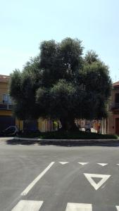 uma grande árvore no meio de uma rua em Appartamento in Centro Storico, vicino alla Stazione e al Mare em Rimini