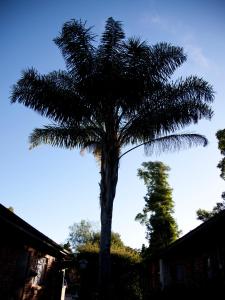 a palm tree in a yard with the sky in the background at Andelomi Nature's Rest in Stormsrivier