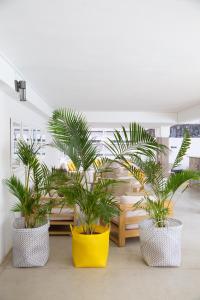 Foto sihtkohas Trou dʼ Eau Douce asuva majutusasutuse Tropical Attitude (Adults Only) galeriist