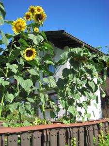 Ein Garten an der Unterkunft Ferienwohnungen Tillian