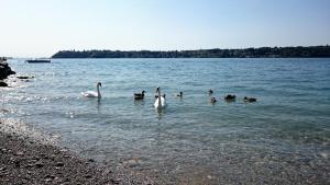 Afbeelding uit fotogalerij van Brezza di Lago in Salò