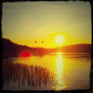 two birds flying over a lake at sunset at The Wiremill Sleep Boutique in Felbridge