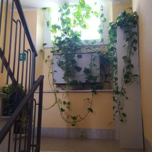 a plant in a pot on a wall next to a window at Hotel Calaluna in Biella