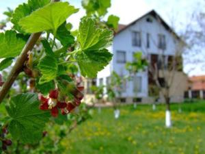 a bunch of leaves on a tree in front of a house at Stupina in Braşov