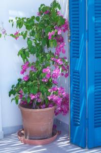 a pot of pink flowers in front of a blue door at Τhe White Houses in Makry Gialos